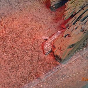 Common Leopard Gecko (Eublepharis macularius)