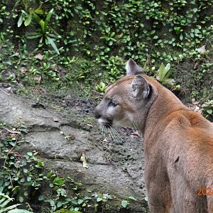 Puma (Puma concolor)