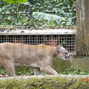 Puma (Puma concolor)