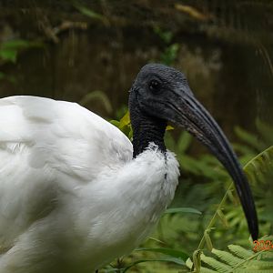 African Sacred Ibis (Threskiornis aethiopicus)