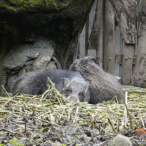 Taiwan Wild Boar (Sus scrofa taivanus)