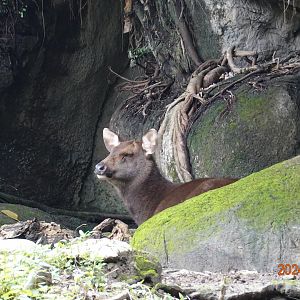 Taiwan Sambar (Rusa unicolor swinhoei)