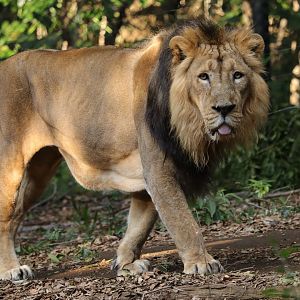 Asiatic Lion (Panthera leo leo)