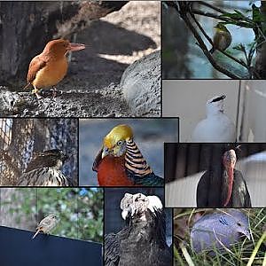 Ueno Zoo | Captive species and Wildlife [Video Taken February 3 2024] - YouTube