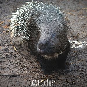 Crested Porcupine