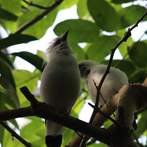 Bali Myna