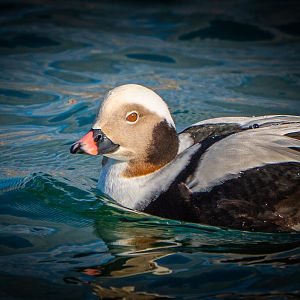 Male Long-tailed Duck