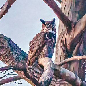 Great Horned Owl