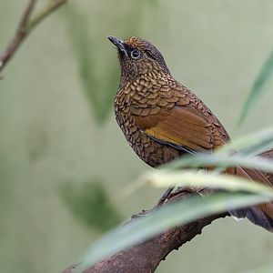 Scaly laughingthrush (Trochalopteron subunicolor)