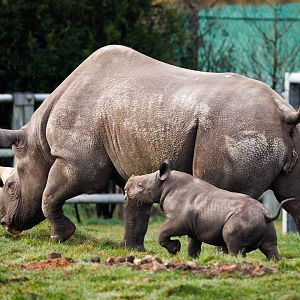 Black Rhino calf at YWP