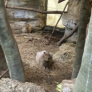 Capybara