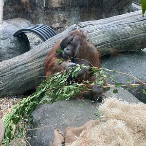 Tiram the Orangutan