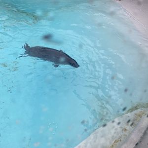 Onion the Harbor Seal