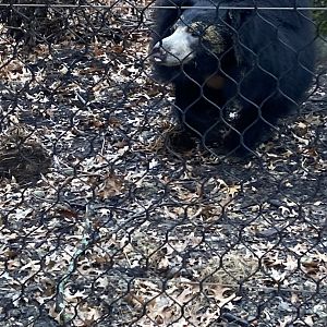 Shiva the Sloth Bear