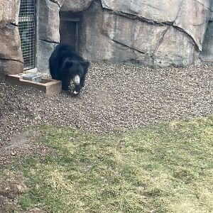 Balawat the Sloth Bear