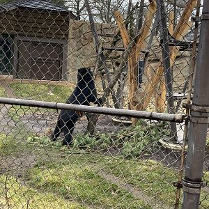 Pacha the Andean Bear