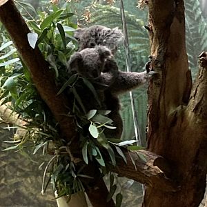Koalas