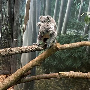 Koalas