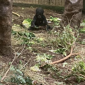 Kunda the Western Lowland Gorilla