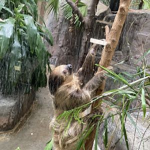 Linne’s Two-Toed Sloth
