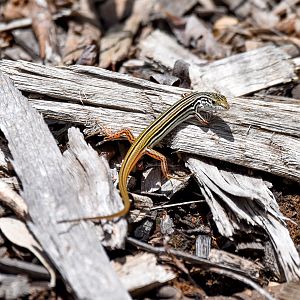 Copper-tailed Skink