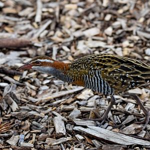 Buff-banded Rail