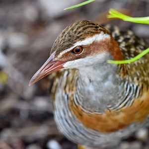 Buff-banded Rail