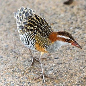 Buff-banded Rail