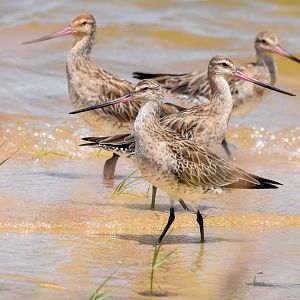Bar-tailed Godwits