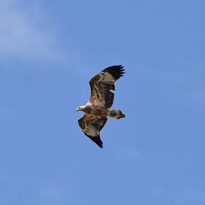White-bellied Sea-Eagle