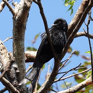 Black Drongo (Dicrurus macrocercus harterti)