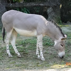 Somali Wild Ass (Equus africanus somaliensis)