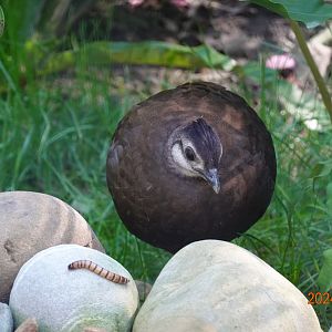 Palawan Peacock-pheasant (Polyplectron napoleonis)