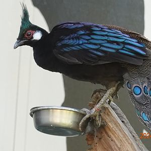 Palawan Peacock-pheasant (Polyplectron napoleonis)