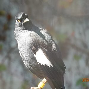Crested Myna (Acridotheres cristatellus formosanus)