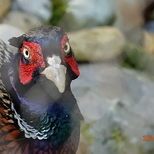 Taiwan Ring-necked Pheasant (Phasianus colchicus formosanus)