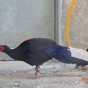 Swinhoe's Pheasant (Lophura swinhoii)