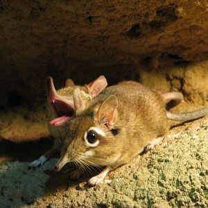 Rufous elephant shrew - April 2015