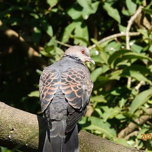 Oriental Turtle Dove (Streptopelia orientalis orii)