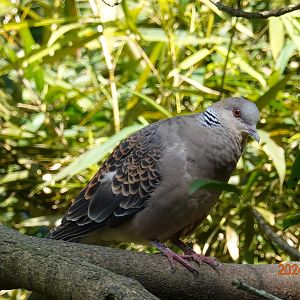 Oriental Turtle Dove (Streptopelia orientalis orii)