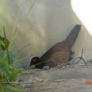 Vietnam Pheasant (Lophura edwardsi)