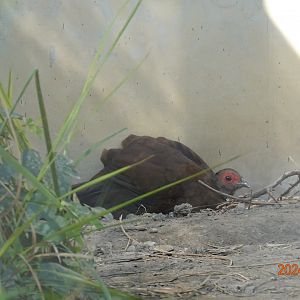 Vietnam Pheasant (Lophura edwardsi)