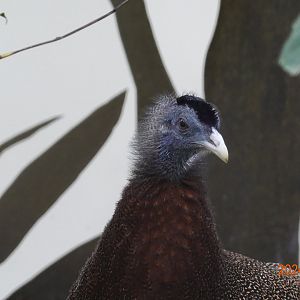 Malaysian Great Argus (Argusianus argus argus)