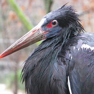 Abdim's stork - April 2015