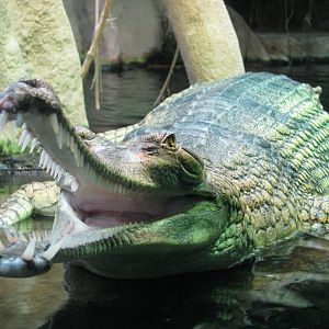 Gharial - April 2015