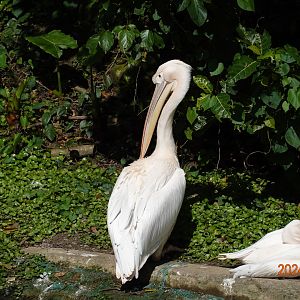 Great White Pelican (Pelecanus onocrotalus)