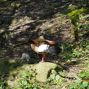 Egyptian Goose (Alopochen aegyptiaca)