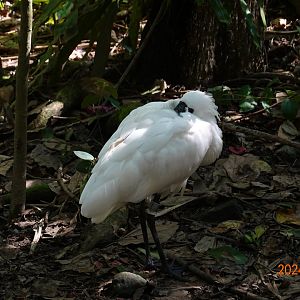 Black-faced Spoonbill (Platalea minor)