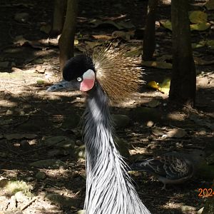 Black-crowned Crane (Balearica pavonina)
