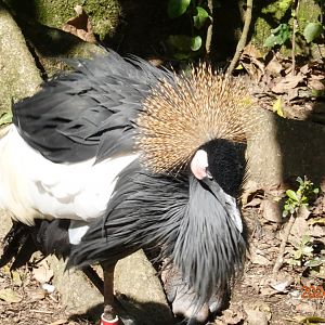 Black-crowned Crane (Balearica pavonina)